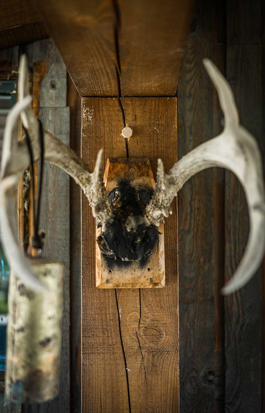 Deer antlers mounted on a wooden wall, adding a rustic decorative touch within a timber frame setting by Smith Timber Works.