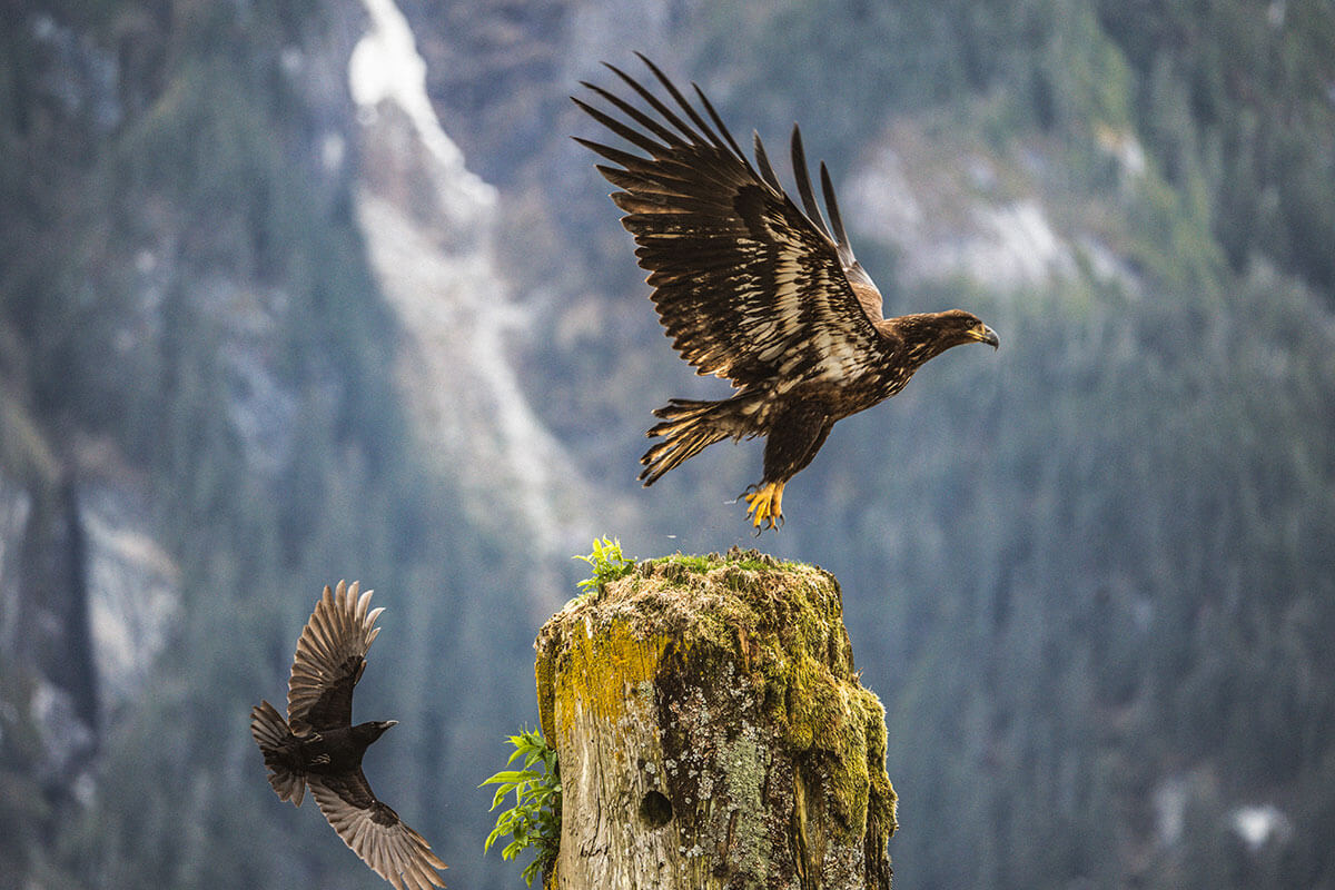 Majestic Canadian bald eagle taking flight from a mossy tree stump in a lush, forested, Northern British Columbia landscape, symbolizing strength and natural beauty.