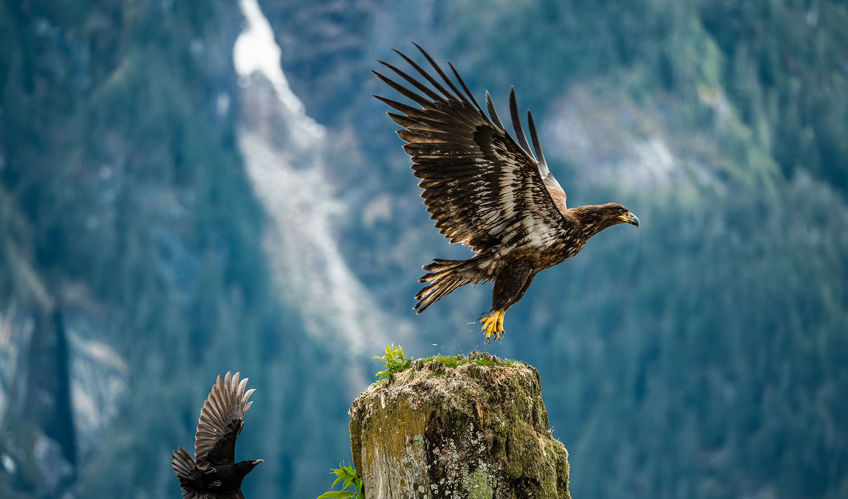 Young bald eagle taking flight in the mountains of British Columbia, reflecting the natural inspiration behind Smith Timber Works’ craftsmanship.